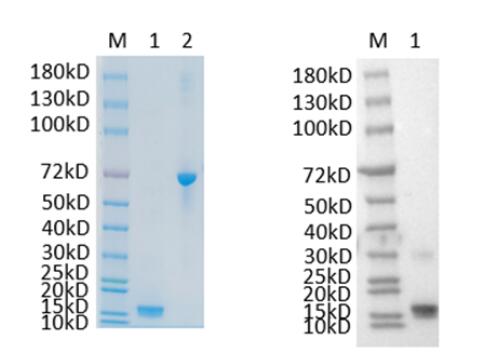 1. INHBC<br />2. BSA